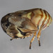 Red Cedar Spittlebug - Photo (c) solomon v. hendrix, some rights reserved (CC BY-NC), uploaded by solomon v. hendrix