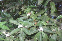 Atractocarpus hirtus