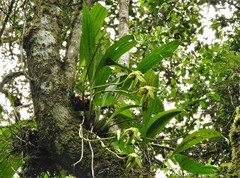Ida castanea