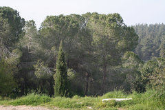 Pinus halepensis