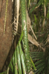 Calamus moti
