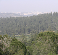 Pinus halepensis