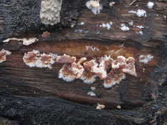 Cylindrobasidium evolvens