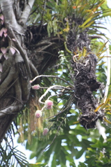 Dendrobium smillieae