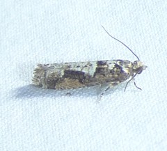 Epinotia celtisana