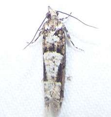 Epinotia celtisana