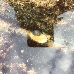 Steromphala umbilicalis