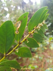 Phyllanthus phillyreifolius