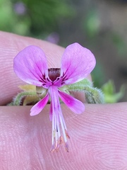 Pelargonium hispidum