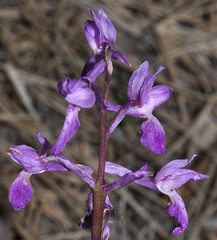 Orchis mascula laxifloriformis
