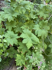 Pelargonium hispidum