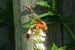 Belonogaster lateritia