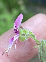 Pelargonium hispidum