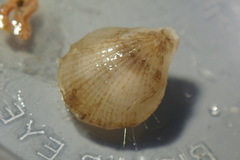 Laqueus