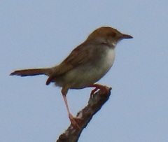 Cisticola chiniana