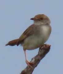 Cisticola chiniana