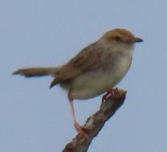 Cisticola chiniana