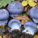 Cortinarius - Photo (c) Federico Calledda, μερικά δικαιώματα διατηρούνται (CC BY-NC), uploaded by Federico Calledda