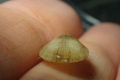 Laqueus