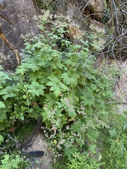 Pelargonium hispidum