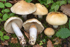 Cortinarius mucifluoides