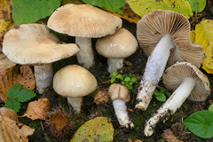 Cortinarius mucifluoides
