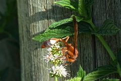 Belonogaster lateritia