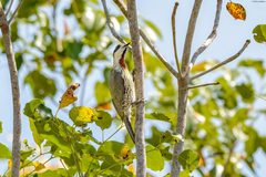 Xiphidiopicus percussus