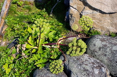 Angelica archangelica litoralis