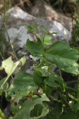 Vicia galilaea