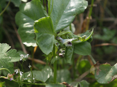 Vicia galilaea