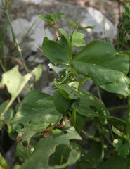 Vicia galilaea