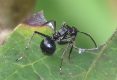 Polyrhachis gagates