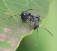 Polyrhachis gagates