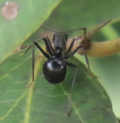 Polyrhachis gagates