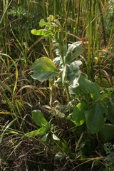 Vicia galilaea