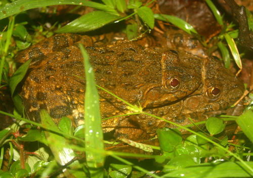 Hoplobatrachus occipitalis