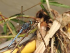 Orthetrum brachiale