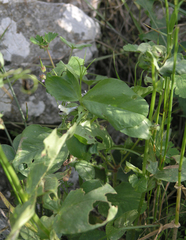Vicia galilaea