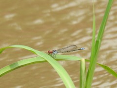 Pseudagrion sublacteum