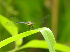 Chalcostephia flavifrons