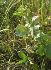 Vicia galilaea