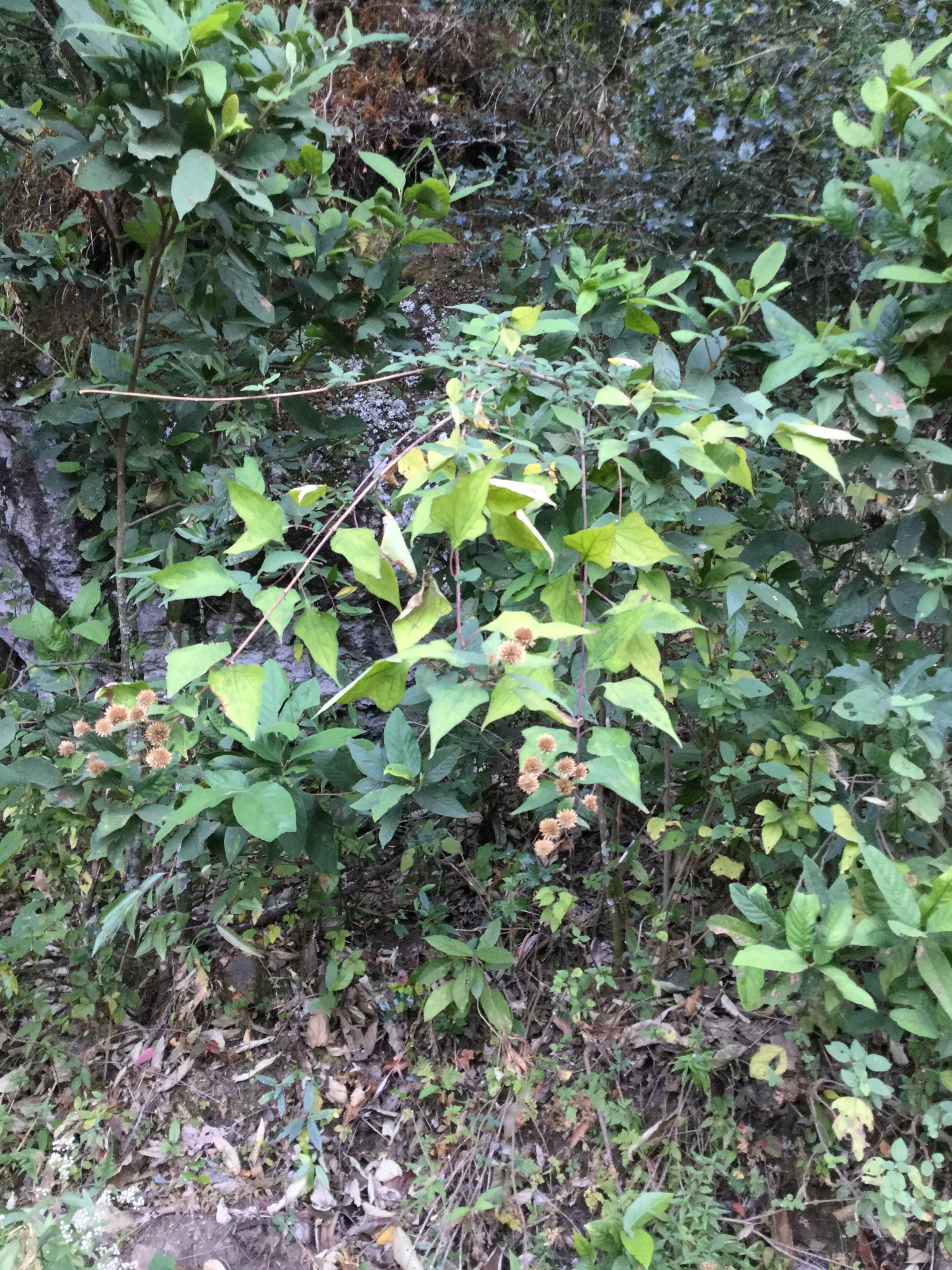 Montanoa frutescens