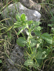 Vicia galilaea