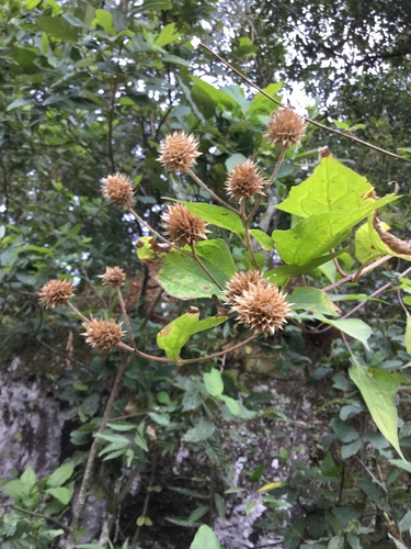 Image of Montanoa Frutescens (Montanoa frutescens) by (c) Erick Vélez Sánchez, some rights reserved (CC BY)