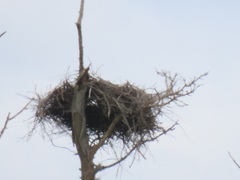 Ephippiorhynchus senegalensis
