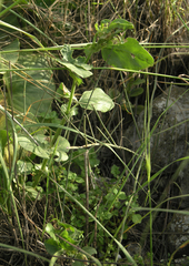 Vicia galilaea