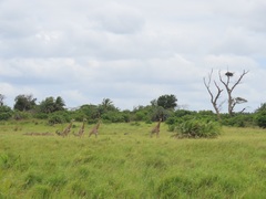 Ephippiorhynchus senegalensis