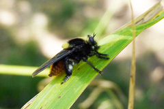 Mallophora ruficauda