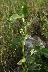 Vicia galilaea